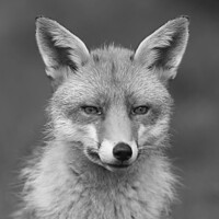 Buy canvas prints of Red Fox ( Mono ) by Dave Burden
