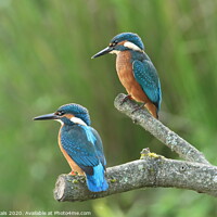 Buy canvas prints of Kingfishers by Dave Burden