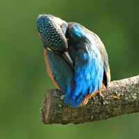 Buy canvas prints of Kingfisher ( preening ) by Dave Burden