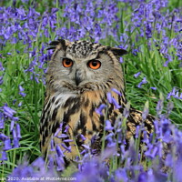 Buy canvas prints of Eagle Owl Bluebells. by Dave Burden