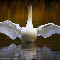 Buy canvas prints of Autumn Swan by Dave Burden