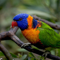 Buy canvas prints of Red Collared Lorikeet Close Up by Graham Palmer