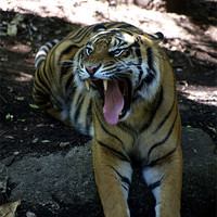 Buy canvas prints of Snarling Tiger by Graham Palmer