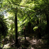 Buy canvas prints of Tree Fern Canopy by Graham Palmer