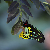 Buy canvas prints of Cairns Birdwing With Eggs by Graham Palmer