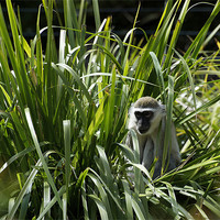 Buy canvas prints of Monkey In The Grass by Graham Palmer