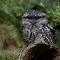 Buy canvas prints of Tawny Frogmouth by Graham Palmer