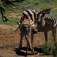 Buy canvas prints of Zebra Mother and Foal by Graham Palmer