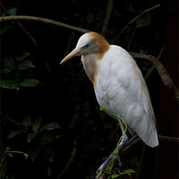 Buy canvas prints of Cattle Egret by Graham Palmer