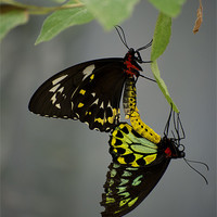 Buy canvas prints of Mating Cairns Birdwings by Graham Palmer