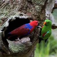 Buy canvas prints of Pair Of Eclectus At The Nest by Graham Palmer