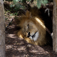Buy canvas prints of Lion After Lunch Nap by Graham Palmer