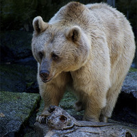 Buy canvas prints of Brown Bear by Graham Palmer