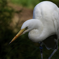 Buy canvas prints of Egret Looking Daggers by Graham Palmer