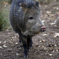 Buy canvas prints of Peccary by Graham Palmer