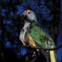 Buy canvas prints of Rose Crowned Fruit Dove by Graham Palmer