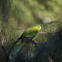 Buy canvas prints of Orange Bellied Parrot by Graham Palmer