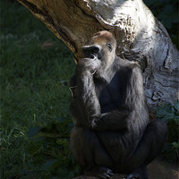 Buy canvas prints of Gorilla - The Thinker by Graham Palmer