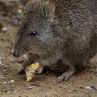 Buy canvas prints of A Potoroo Finds A Treat by Graham Palmer