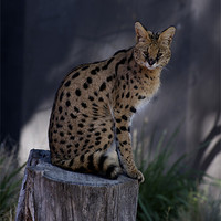Buy canvas prints of Serval Posing by Graham Palmer