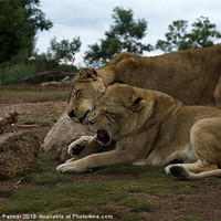 Buy canvas prints of Lion - Get Off Me by Graham Palmer