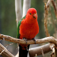 Buy canvas prints of King Parrot by Graham Palmer