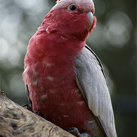 Buy canvas prints of Curious Galah by Graham Palmer