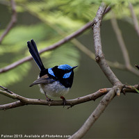 Buy canvas prints of Superb Fairy Wren by Graham Palmer