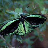 Buy canvas prints of Female Cairns Birdwing by Graham Palmer