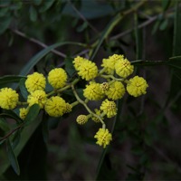 Buy canvas prints of Golden Wattle by Graham Palmer