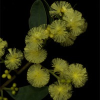 Buy canvas prints of Myrtle Wattle by Graham Palmer