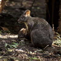 Buy canvas prints of Pademelon With Joey by Graham Palmer