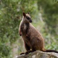 Buy canvas prints of Rock Wallaby Posing by Graham Palmer
