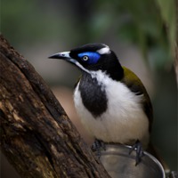 Buy canvas prints of Blue Faced Honeyeater Feeding by Graham Palmer