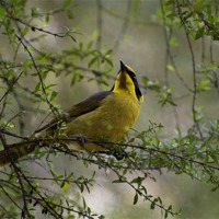 Buy canvas prints of Helmeted Honeyeater In The Bush by Graham Palmer