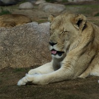 Buy canvas prints of Its A Hard Life Being A Lion by Graham Palmer