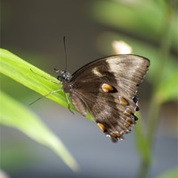 Buy canvas prints of Butterfly House Resident by Graham Palmer