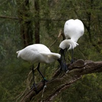 Buy canvas prints of Spoonbills Kissing by Graham Palmer