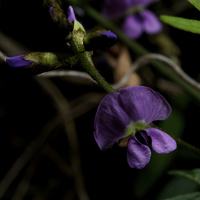 Buy canvas prints of Twining Glycine by Graham Palmer