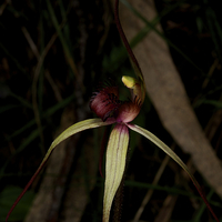 Buy canvas prints of Veined Spider Orchid by Graham Palmer