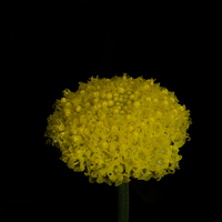 Buy canvas prints of Billy Buttons by Graham Palmer