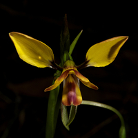 Buy canvas prints of Diuris Pardina - Leopard Orchid by Graham Palmer