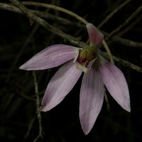 Buy canvas prints of Pink Finger Orchid by Graham Palmer