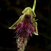 Buy canvas prints of Robertsons Bearded Orchid by Graham Palmer