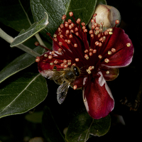 Buy canvas prints of Christmas Bush With Bee by Graham Palmer