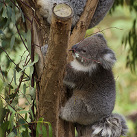 Buy canvas prints of Koala Tree by Graham Palmer