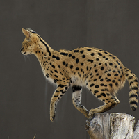 Buy canvas prints of One Small Step For A Serval... by Graham Palmer