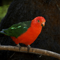 Buy canvas prints of King Parrot On A Stick by Graham Palmer
