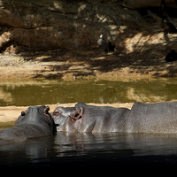 Buy canvas prints of Hippo Love by Graham Palmer
