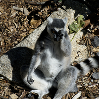 Buy canvas prints of Crying Lemur by Graham Palmer